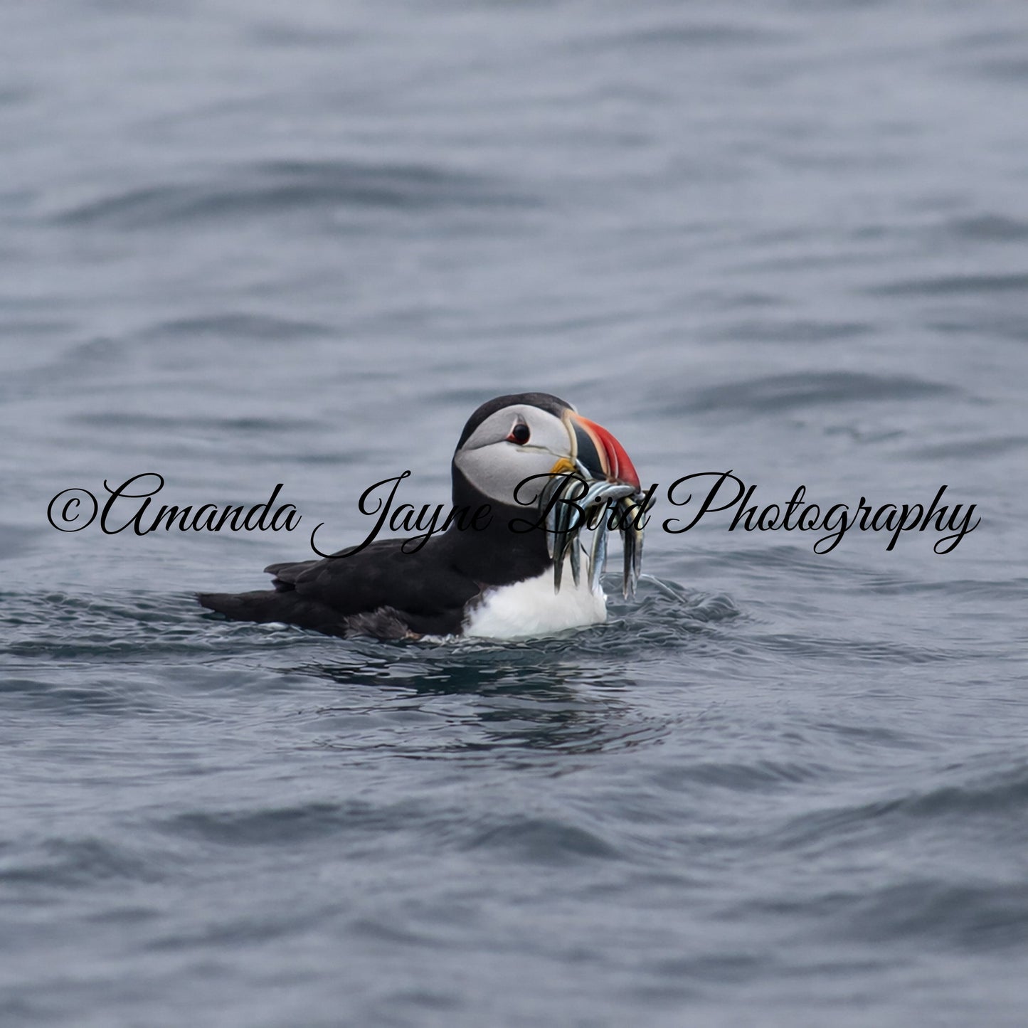 Puffin, Catch of the day!