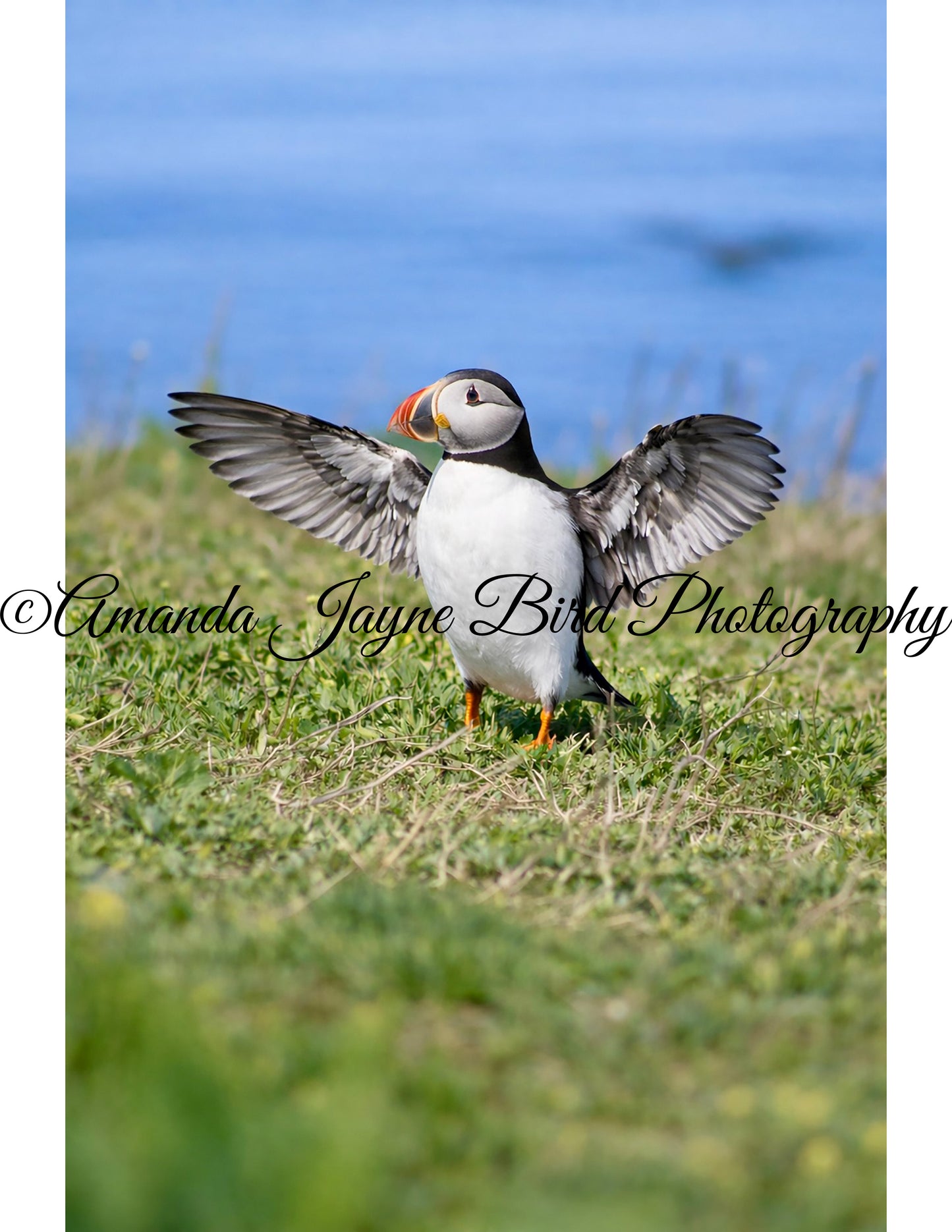 Puffin - I love you this much ♥️