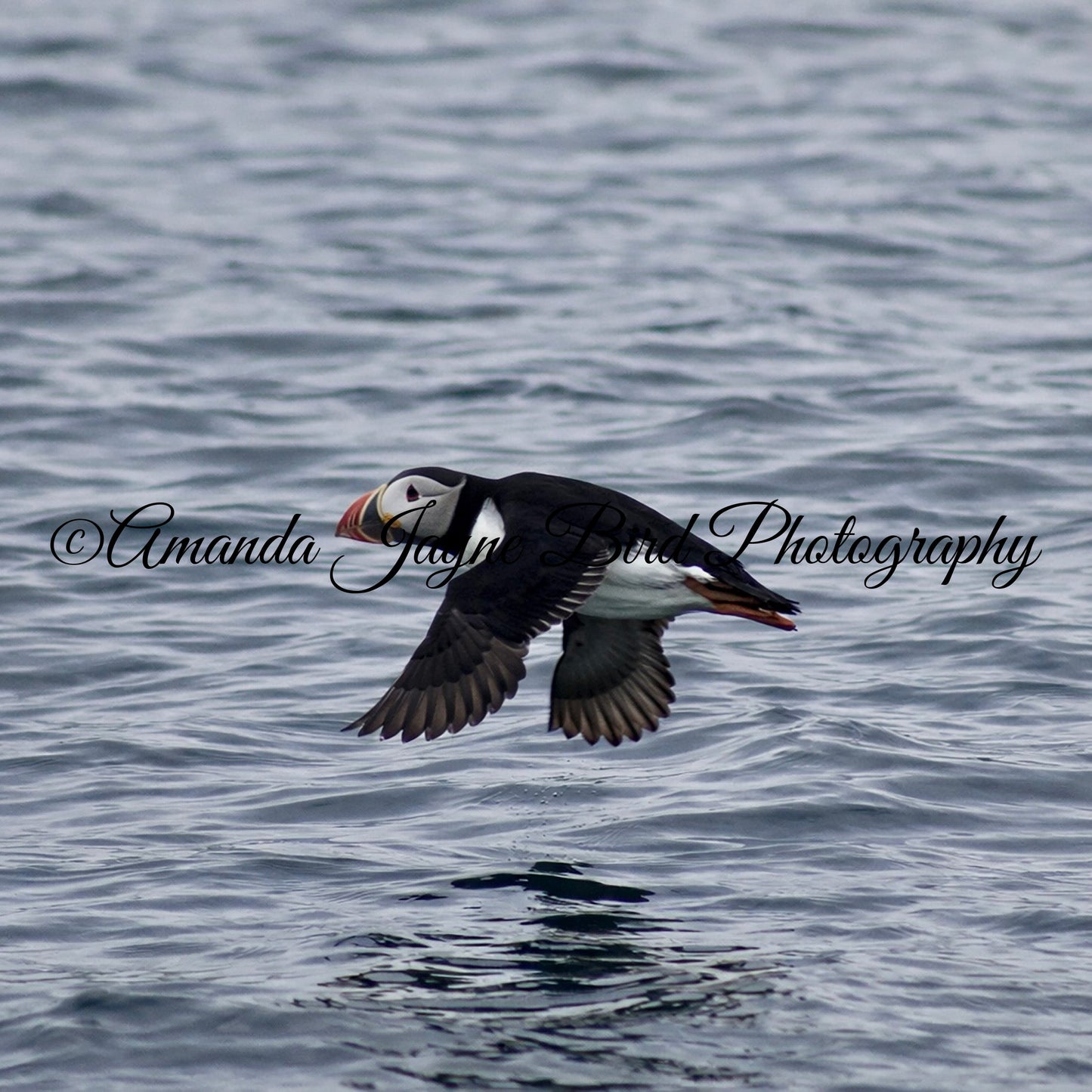 Puffin - Mid Flight