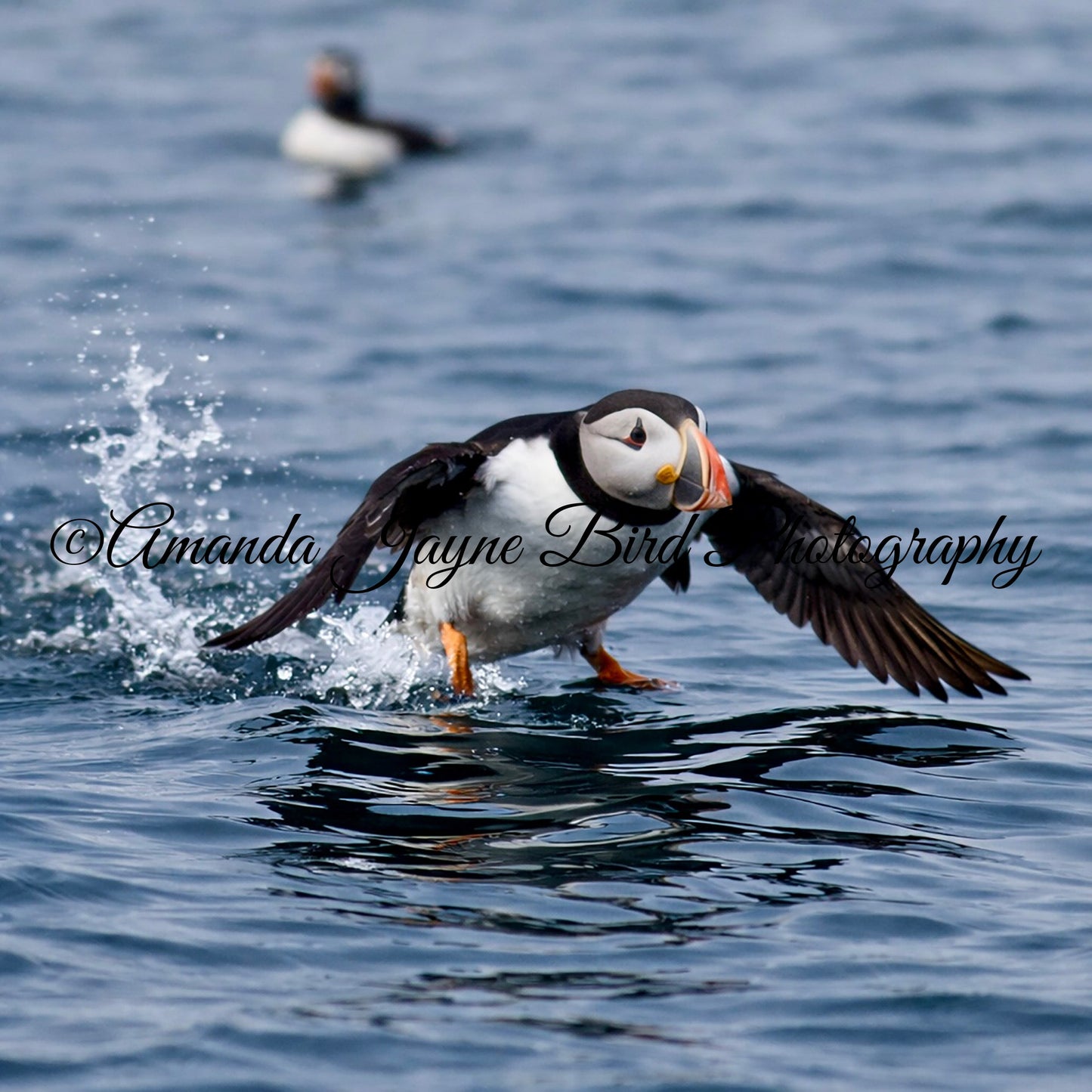 Puffin, take off!