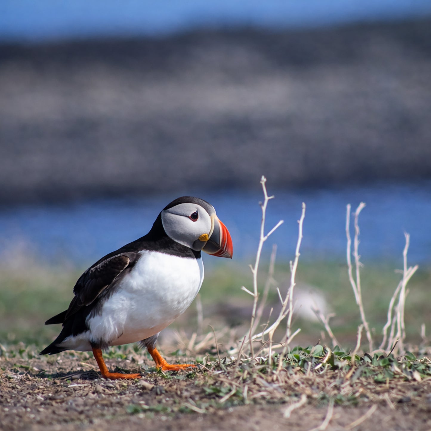 Puffin. Walk of shame!