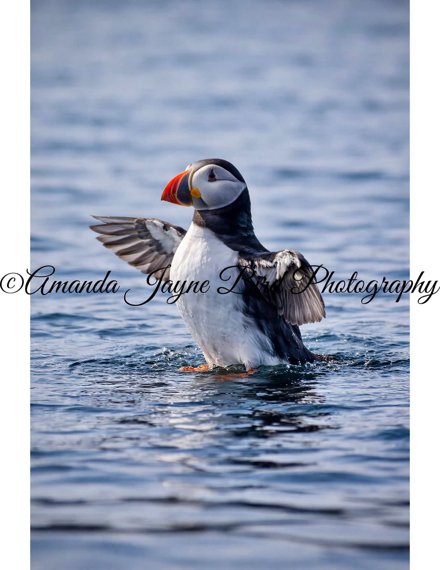 Puffin. Come and get me!