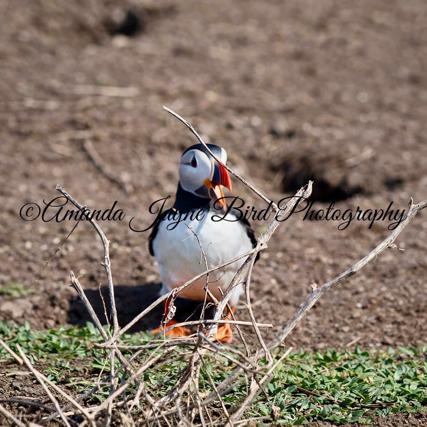 Puffin. Get out of my house!