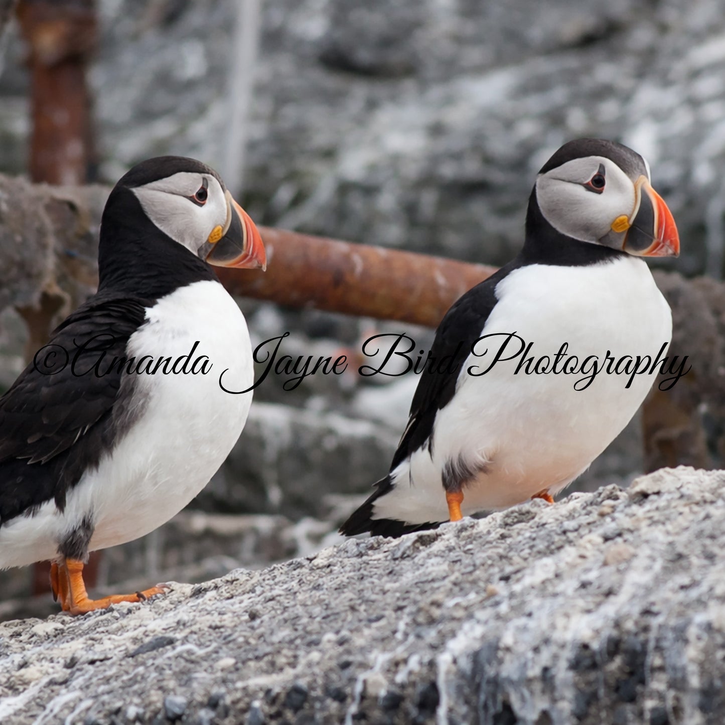 Puffin, Farne Islands