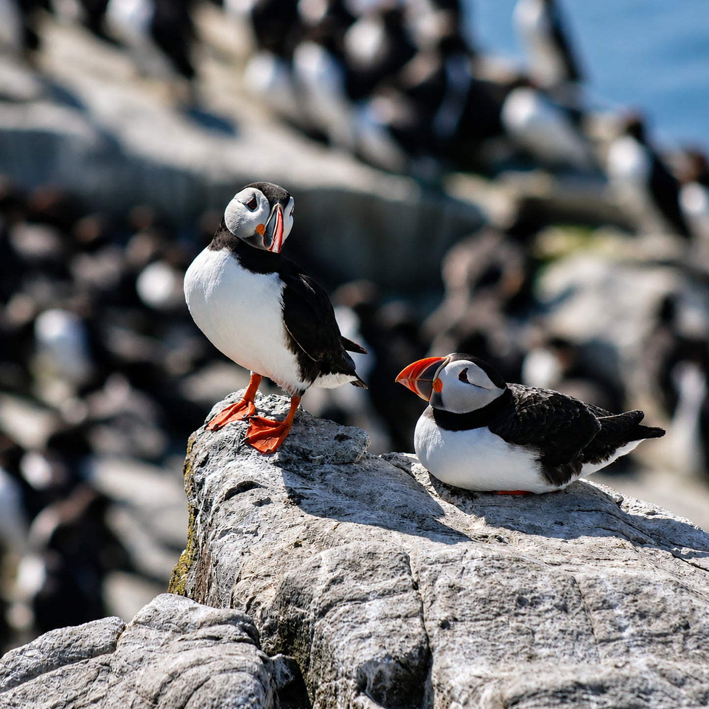 Puffin, Farne Island - Sitting Pretty