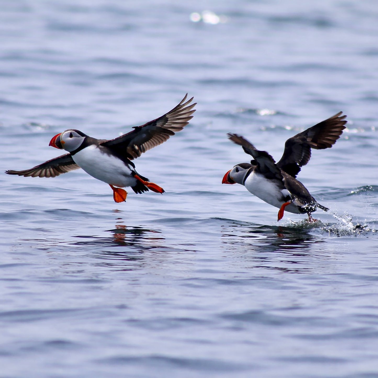 Puffins. Let's go!