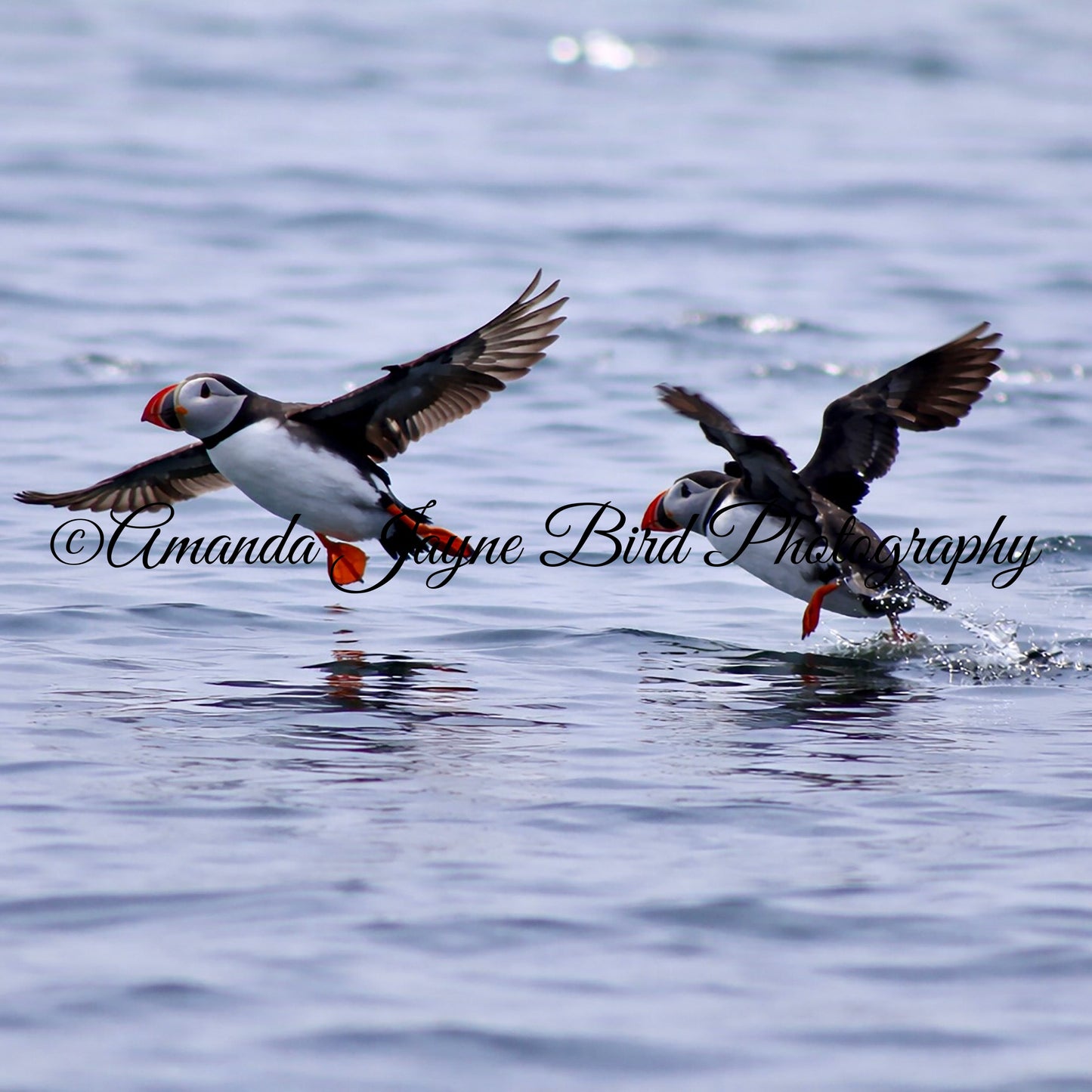 Puffins. Let's go!