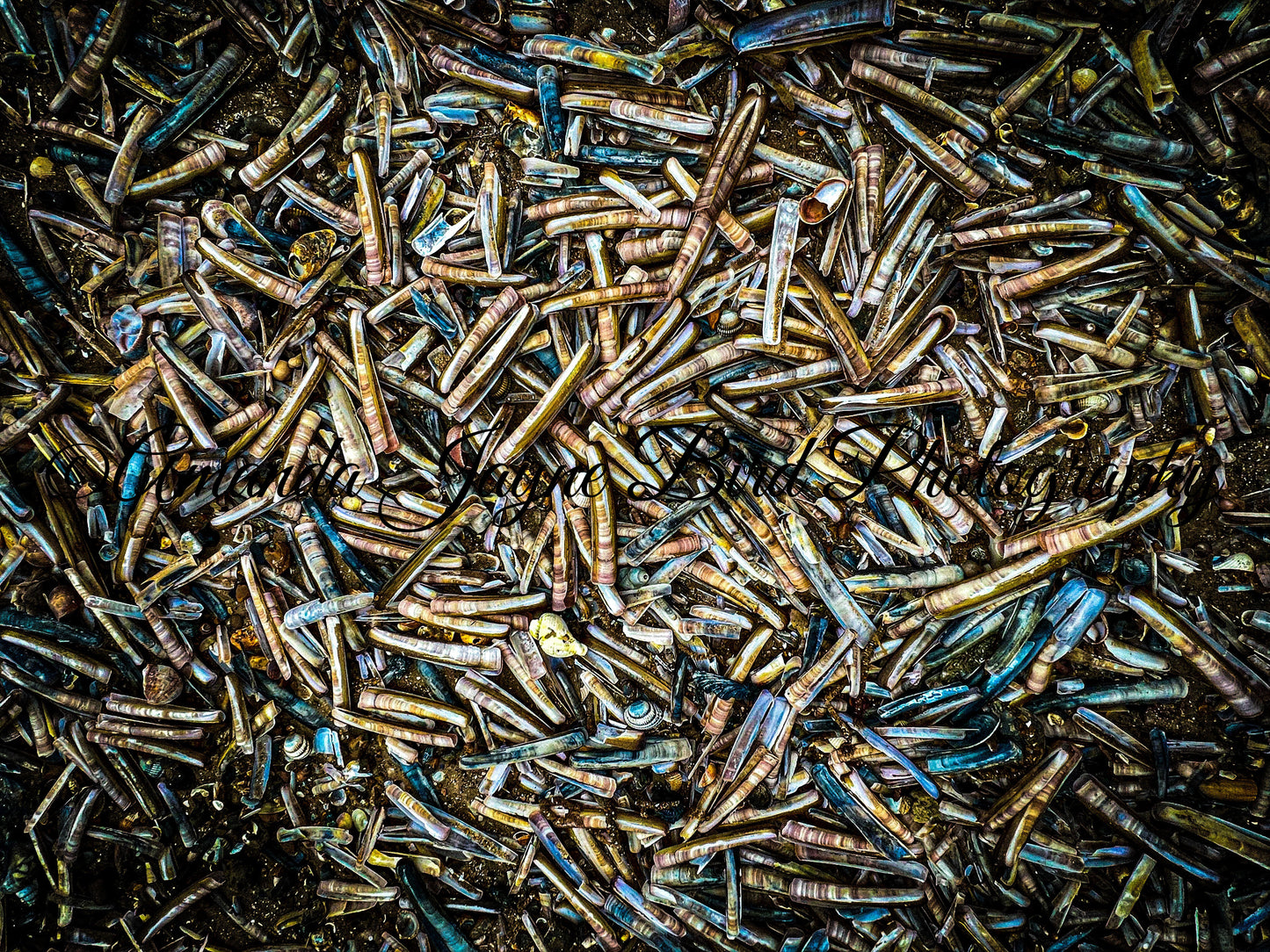 Razor Clam Shells