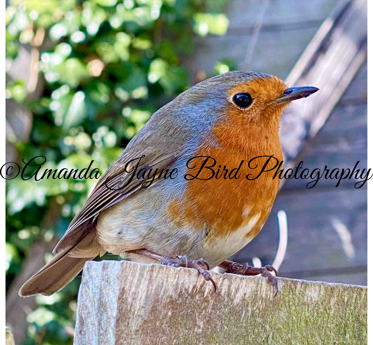 Mr Robin