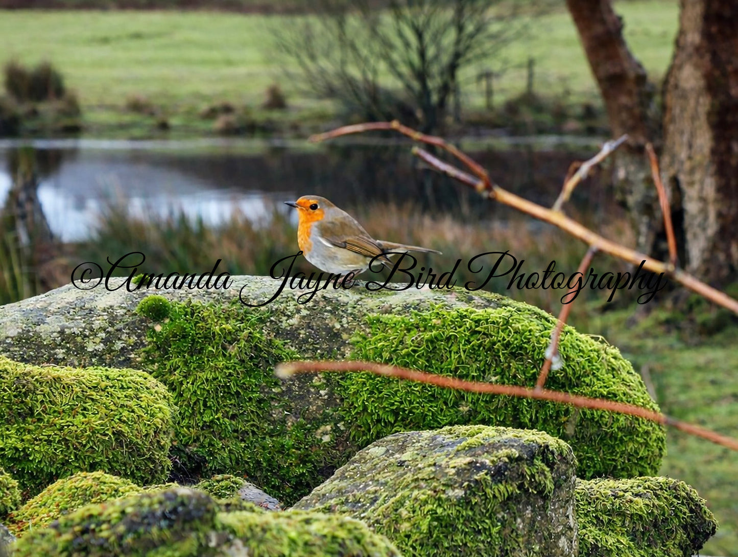 Robin