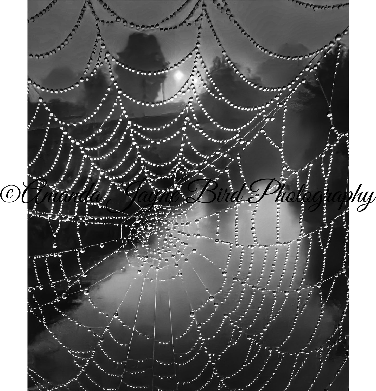 Spiders web & dew drops (B&W)