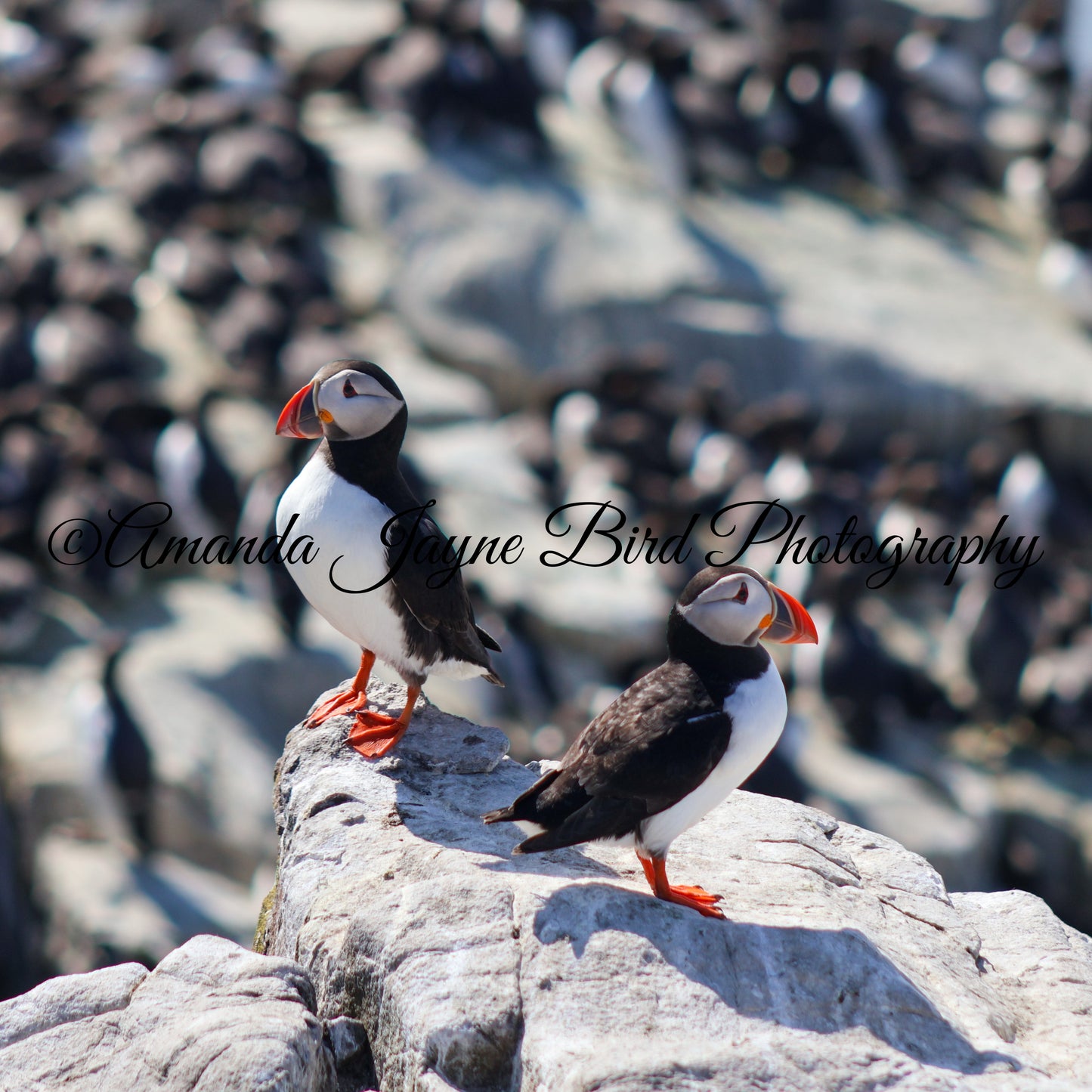 Was it something I said? Puffin, Farne Islands, Northumberland