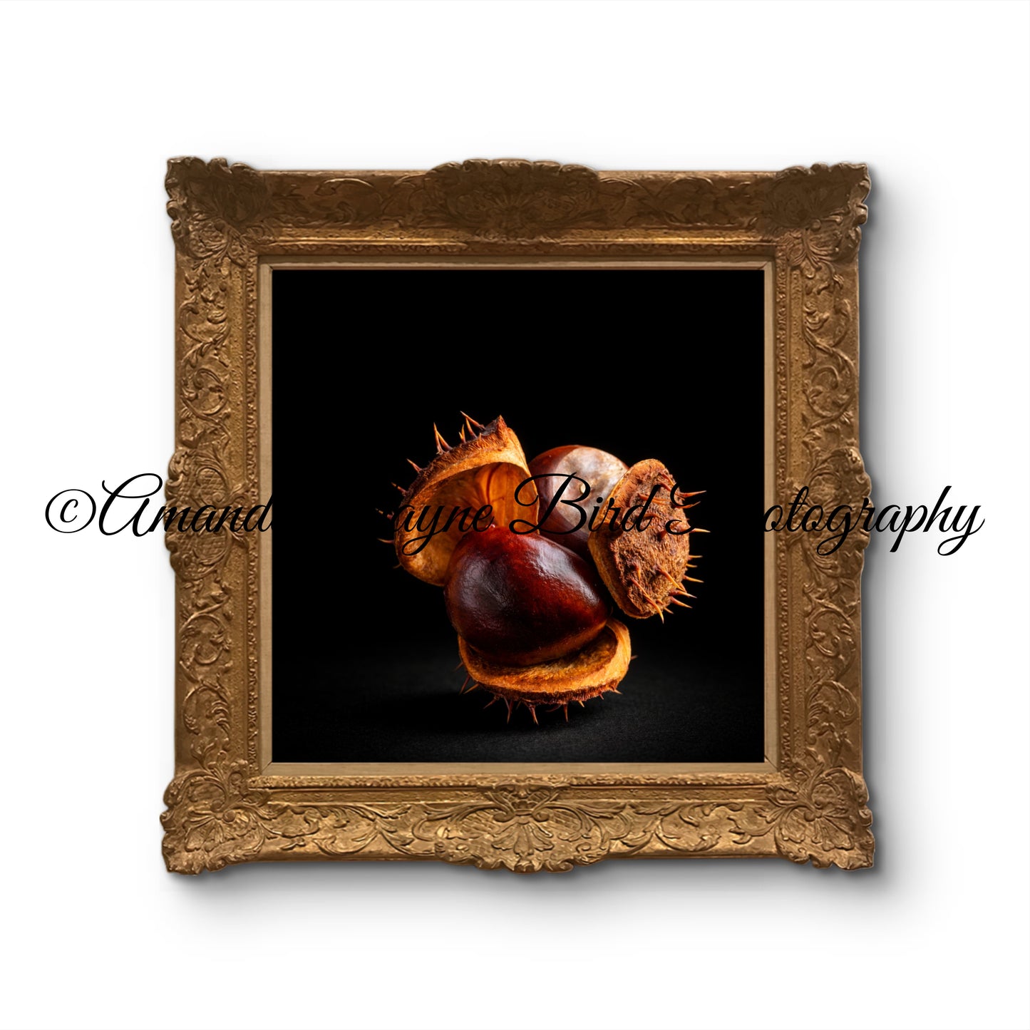 Fallen Conker (macro)
