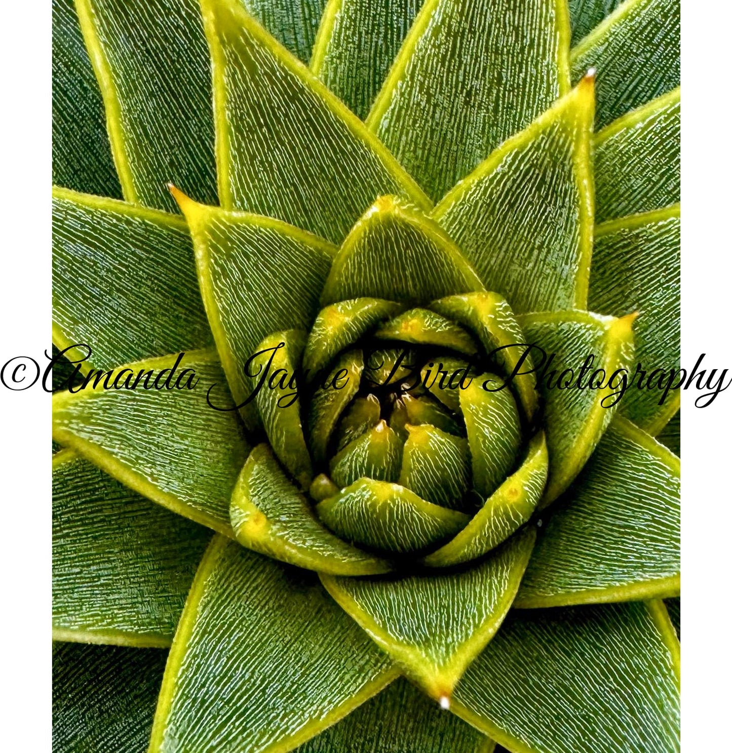 Monkey Puzzle Tree