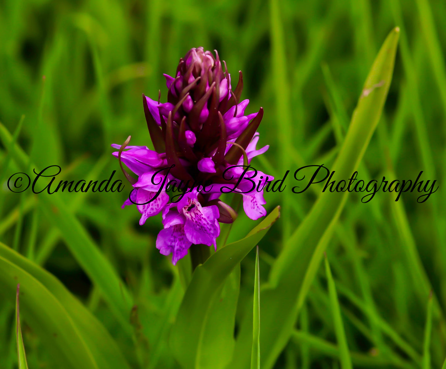 Wild Marsh Orchid