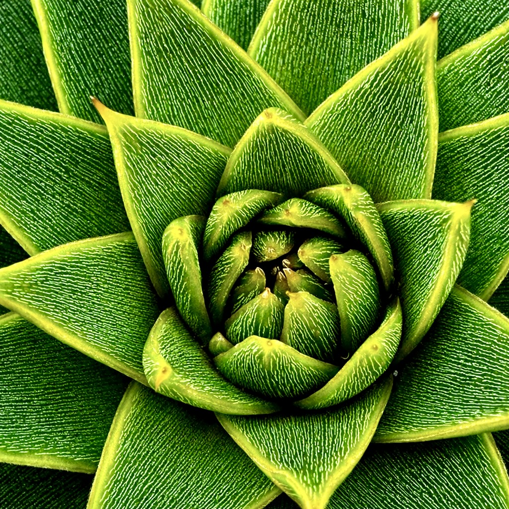 Macro Photography - Close up and Beautiful