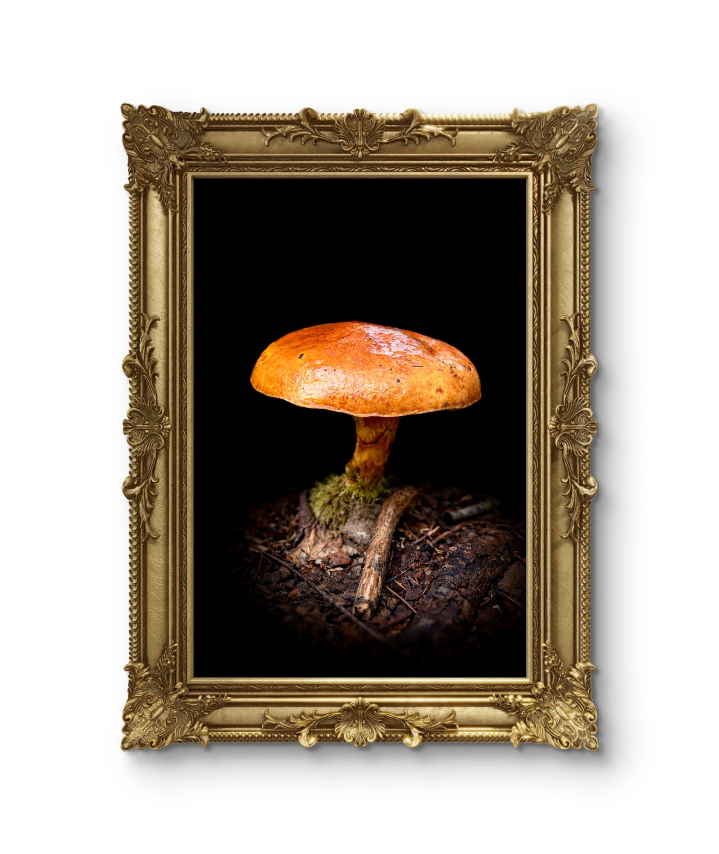 Suillus Gravillei (mushroom) (macro)