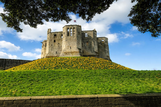 Warkworth Castle Spring Daffodils