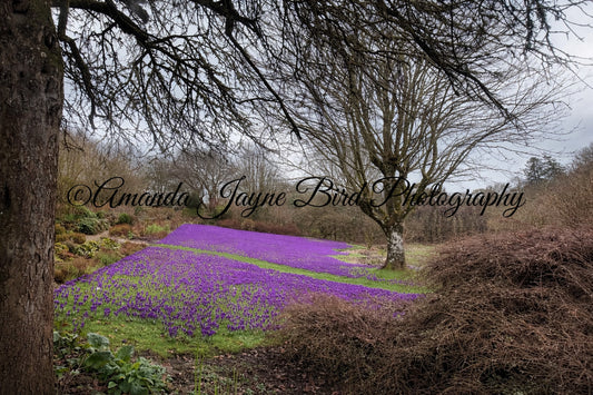 Wallington Hall walled garden, Northumberland