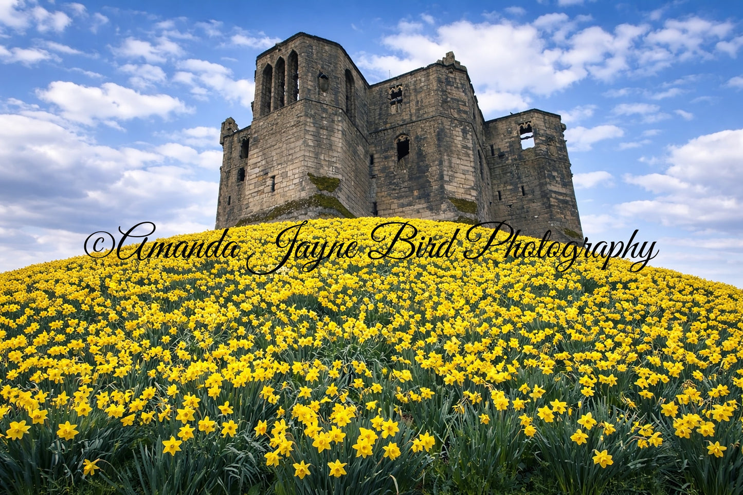 Warkworth Castle Spring Daffodils