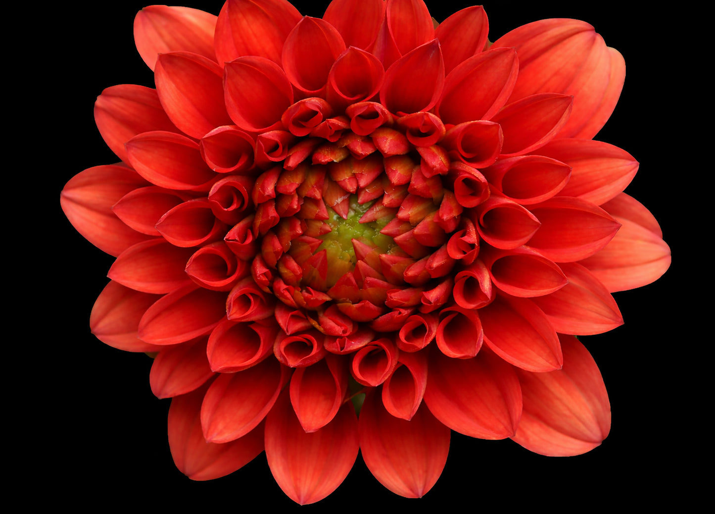 Dahlia (Macro)