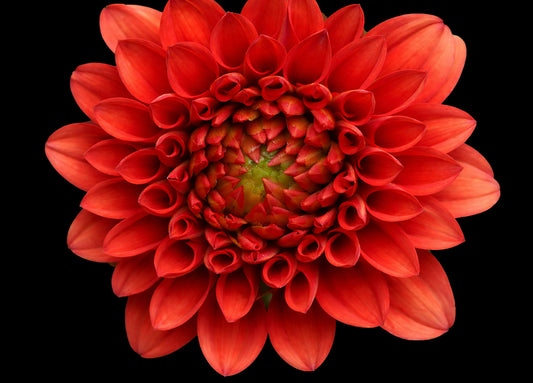 Dahlia (Macro)