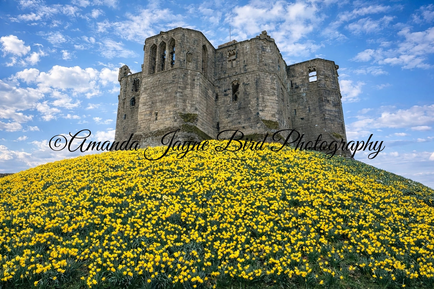 Warkworth Castle Spring Daffodils