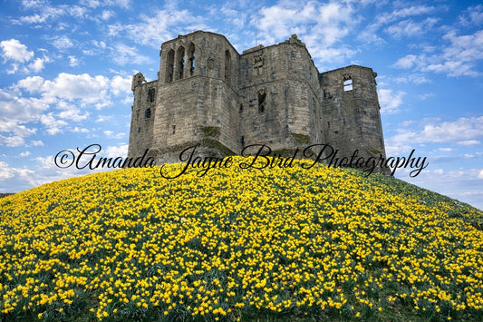 Warkworth Castle Spring Daffodils