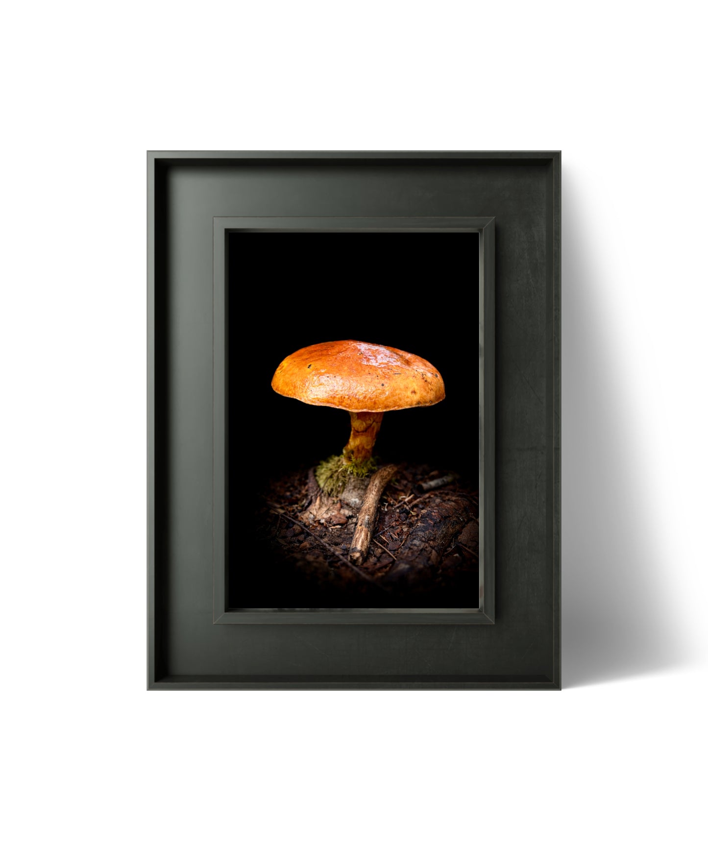 Suillus Gravillei (mushroom) (macro)