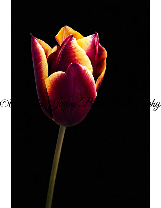 Tulip (macro)
