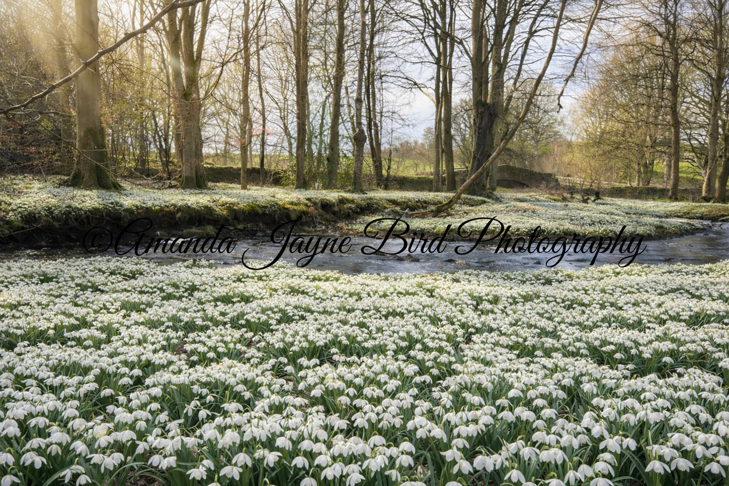 Wallington Hall Woods - Snowdrops