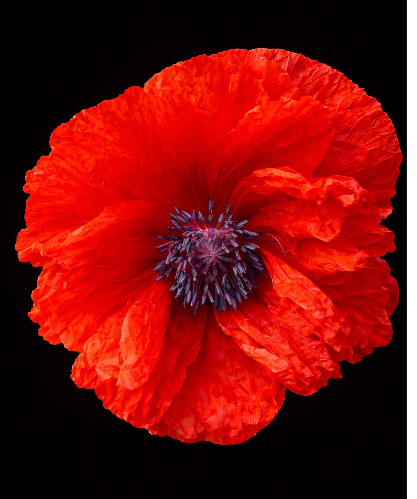 Poppy (macro)