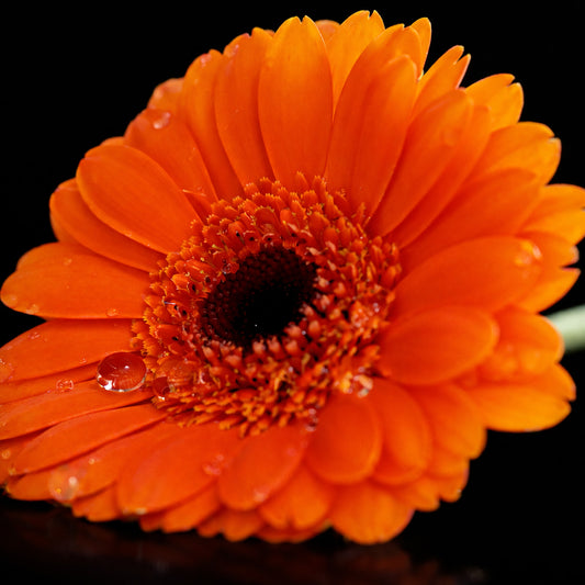 Orange Gerbera (Macro)