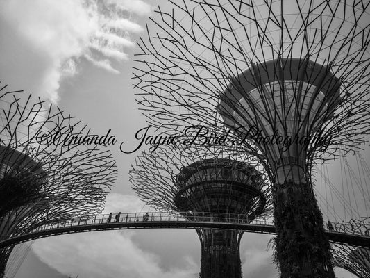 Gardens by the Bay, Singapore (B&W)