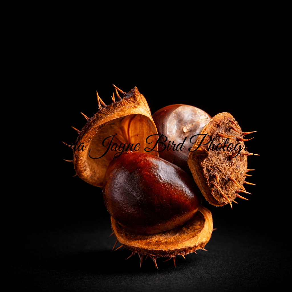Fallen Conker (macro)