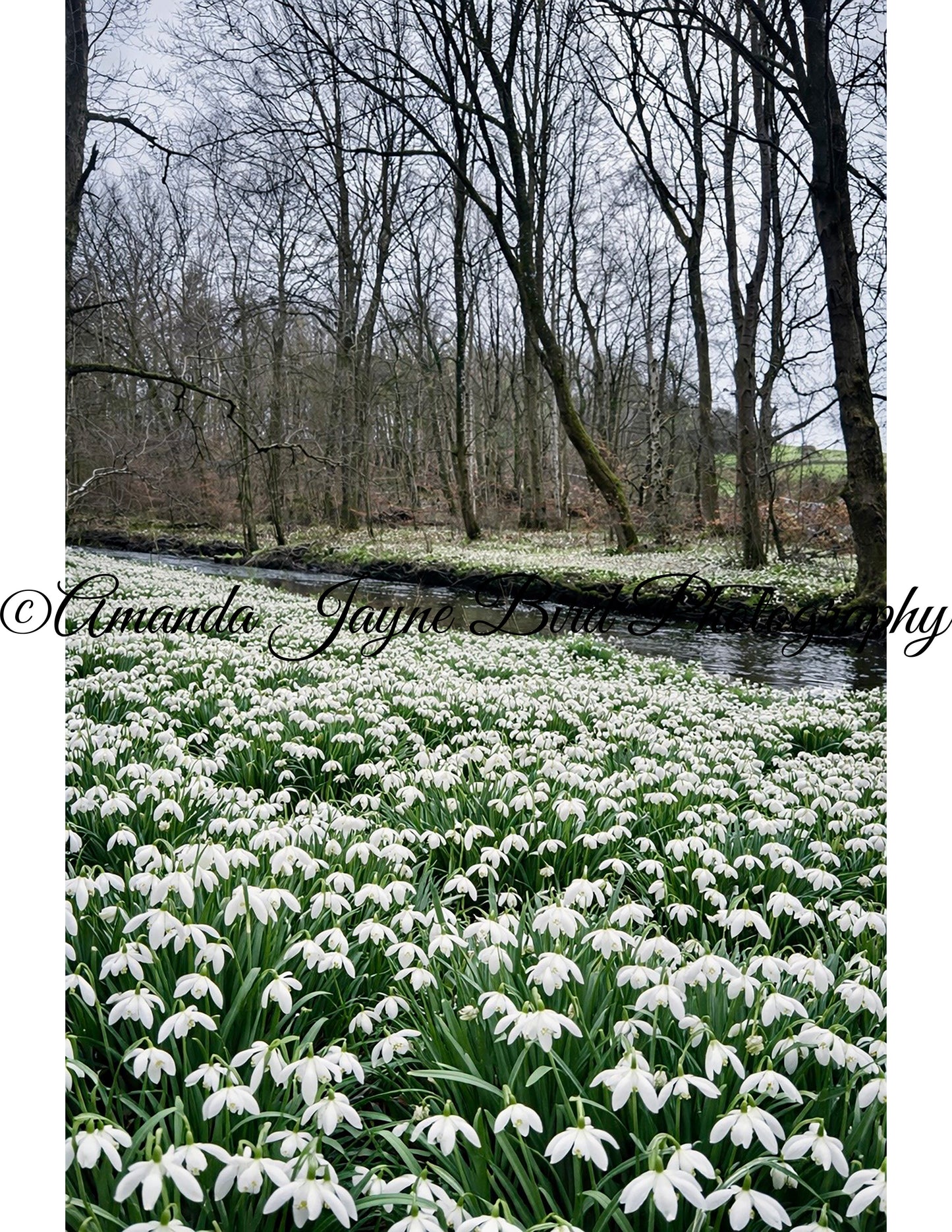 Wallington Hall Woods - Snowdrops