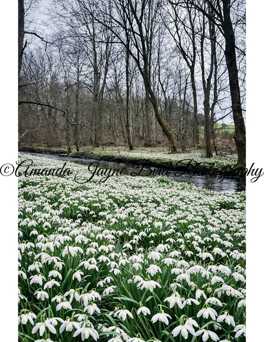 Wallington Hall Woods - Snowdrops