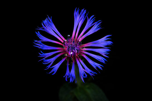 Agapanthus Flower (macro)