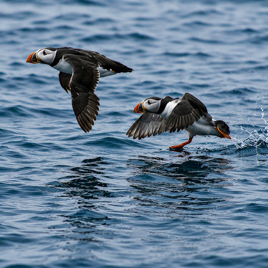 Puffin, Farne Islands