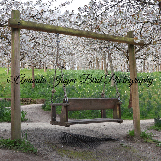 Cherry Blossom, Alnwick Garden