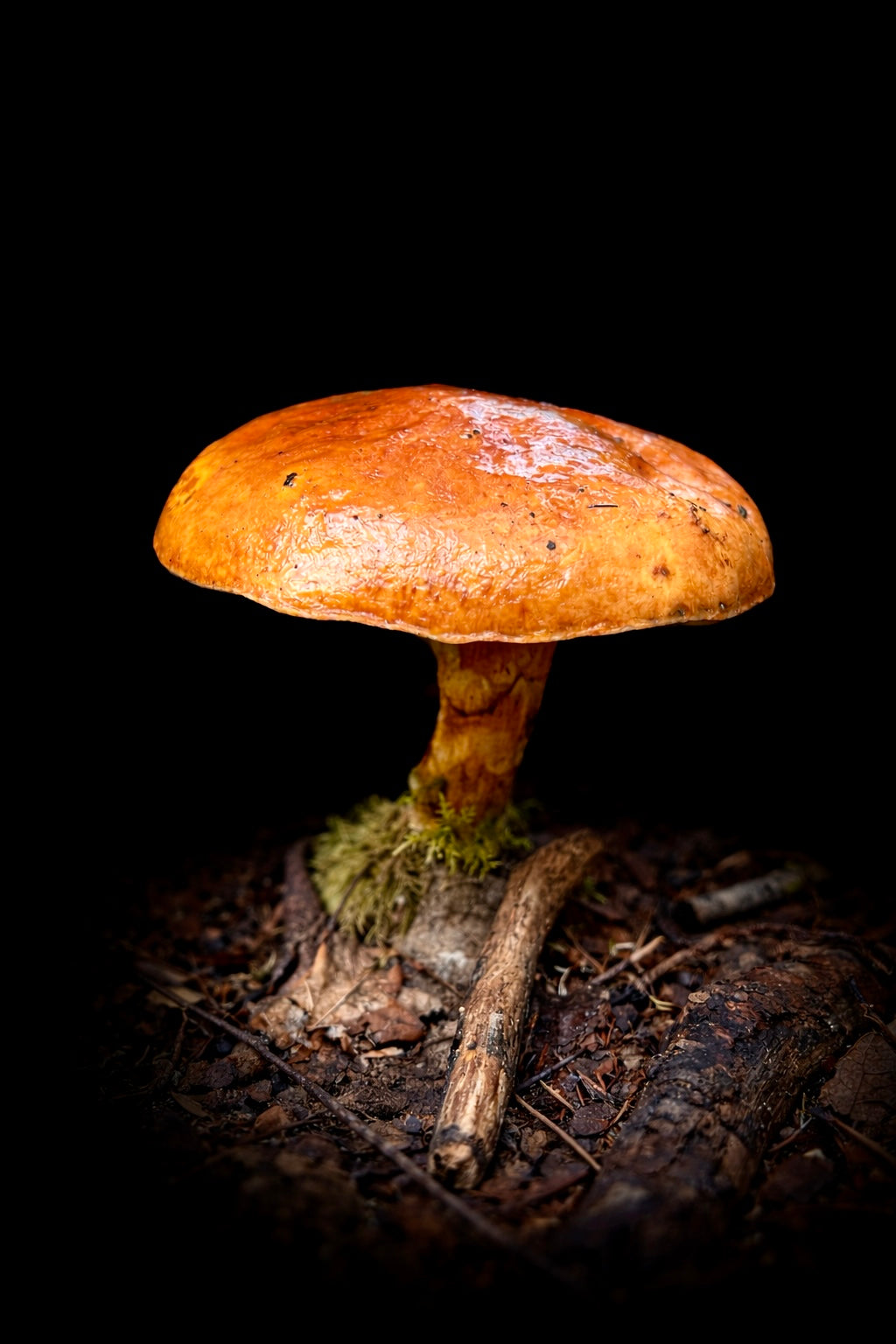Suillus Gravillei (mushroom) (macro)