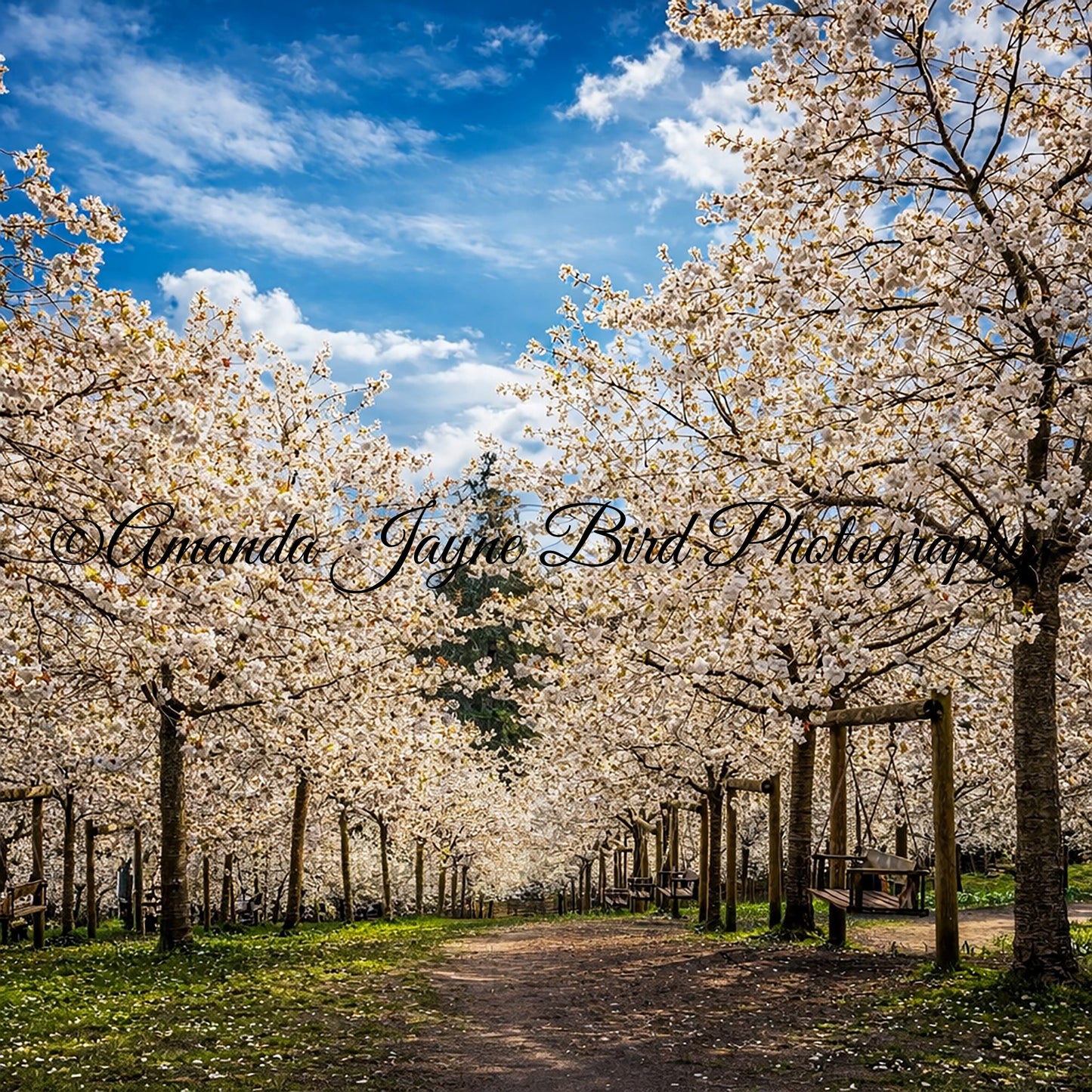 The Alnwick Garden - Cherry Blossom