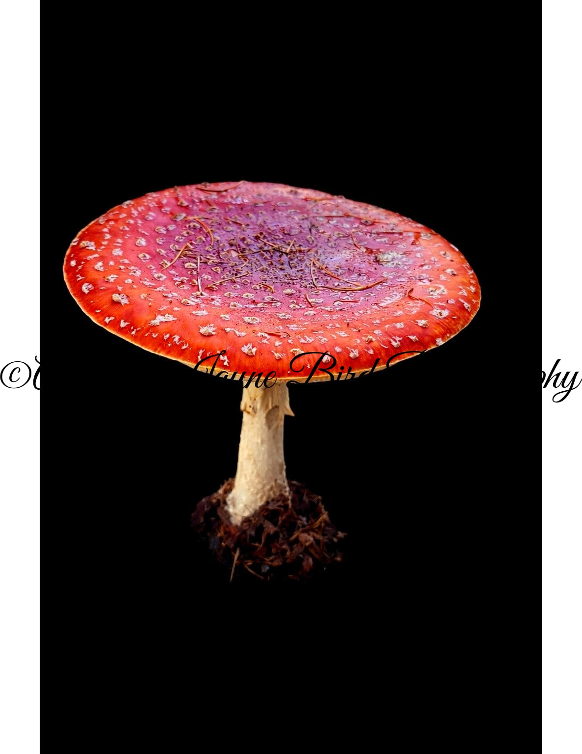 Amanita Muscaria (mushroom) (macro)