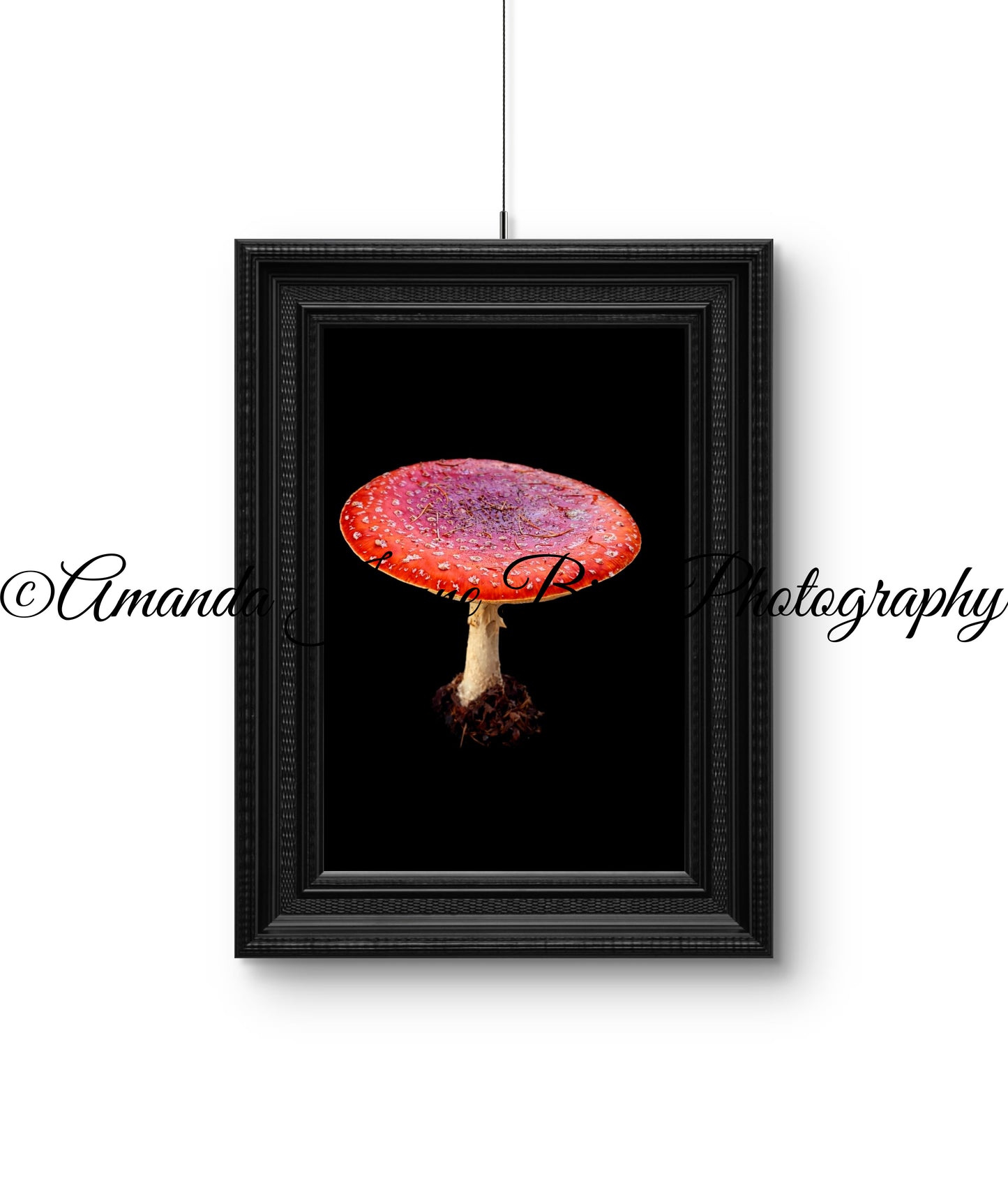 Amanita Muscaria (mushroom) (macro)