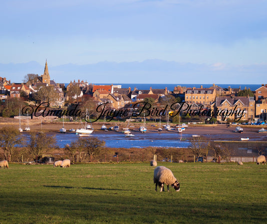 Alnmouth Village - Colourful Houses