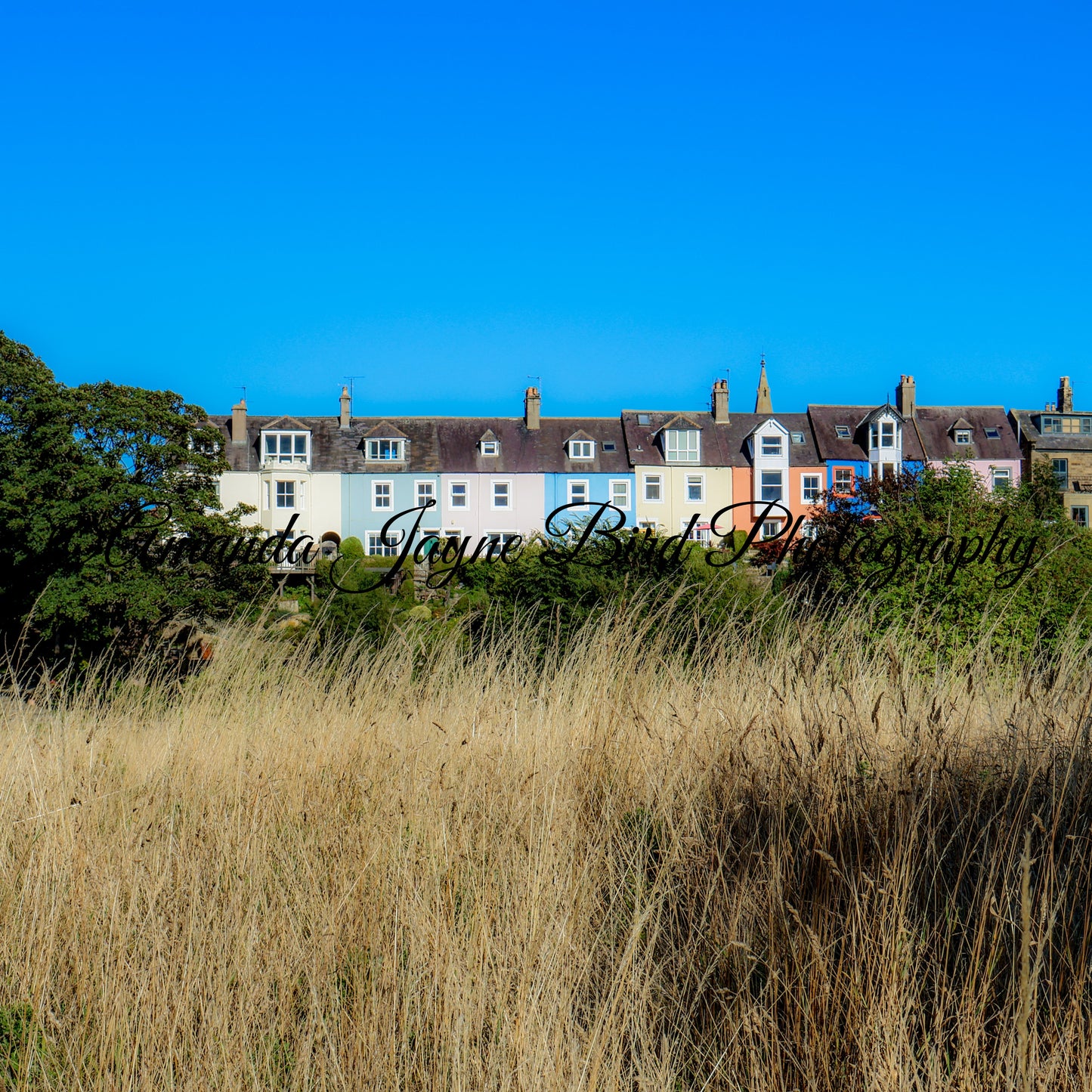 View of Alnmouth Coloured Houses