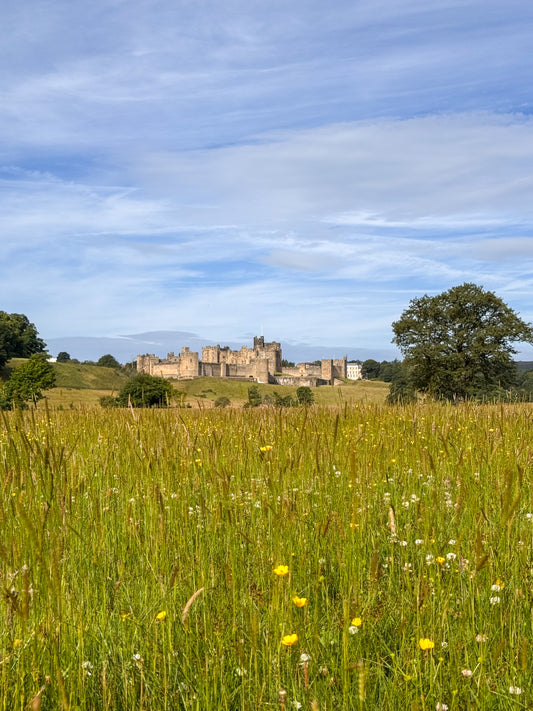 Alnwick Castle - Summer Sun
