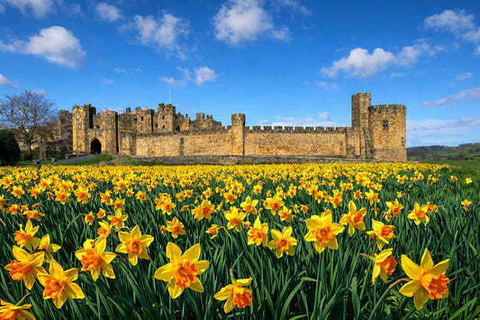 Alnwick Castle - Daffodils