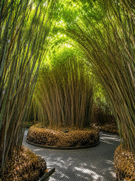 Alnwick Garden