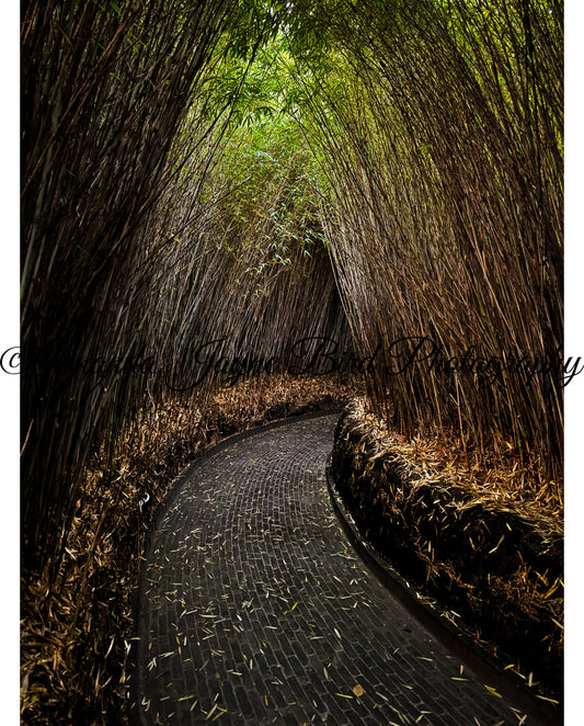 Alnwick Garden - Bamboo Tunnel